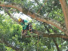 Arboles-1920-x-1080-1-qic8ibu0oqk8xyyh2t5wwwb148723eb5wsp3fx9w38